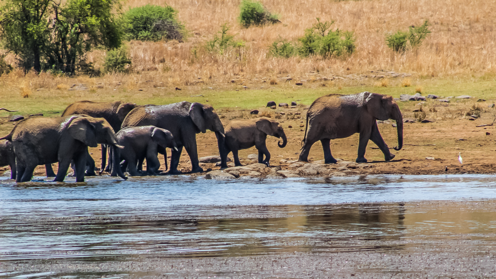 A herd of elephants, including a baby, crosses a shallow river in a grassy savanna landscape. The terrain is dry, with sparse vegetation and a few trees in the background under a clear sky.