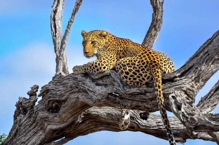 5 Day Kruger Safari from Cape Town