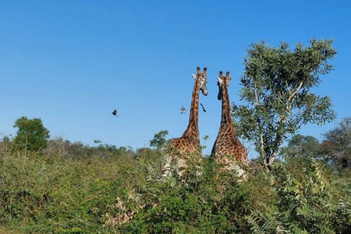 Kruger Giraffe