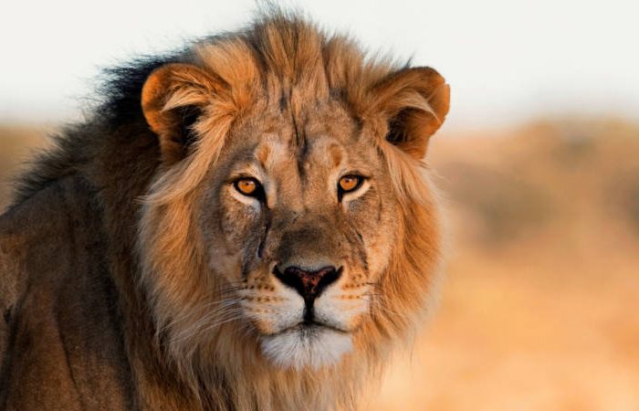 A close-up photo of a male lion with a thick mane and golden eyes. The background is a blurred, warm-toned landscape, highlighting the lions intense gaze and regal presence.