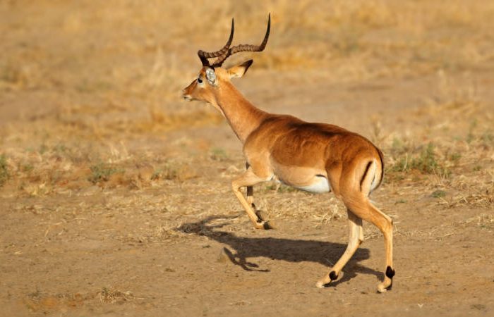 An impala with long, curved horns running across a dry, sandy landscape, casting a shadow on the ground. The background is a warm, golden color.