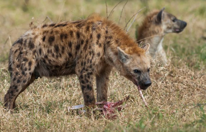 A spotted hyena stands over a piece of raw meat in a grassy field, feeding. Another hyena is visible in the background, looking in a different direction. The scene is set in a natural, outdoor environment.