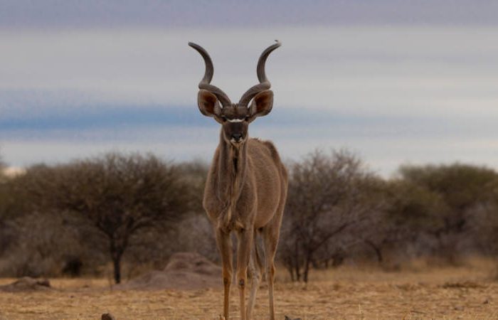 A kudu stands on a dry, grassy landscape with sparse trees in the background. Its large, spiraled horns are prominent against the cloudy sky.