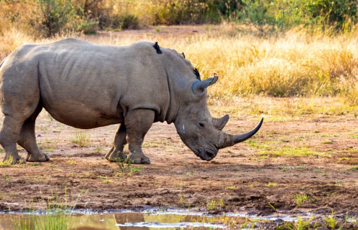 A rhino with several birds on its back grazes in a sunlit, grassy area near a small body of water. The background features dry grass and scattered trees.