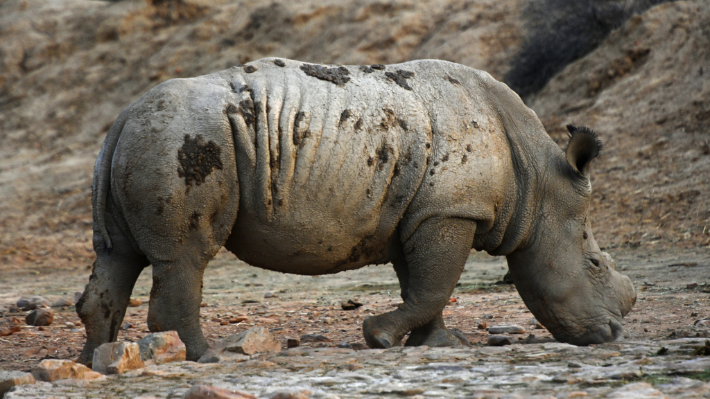 A lone rhino with a muddy, textured hide walks across a dry, rocky terrain. The background is barren and dusty, reflecting an arid environment.