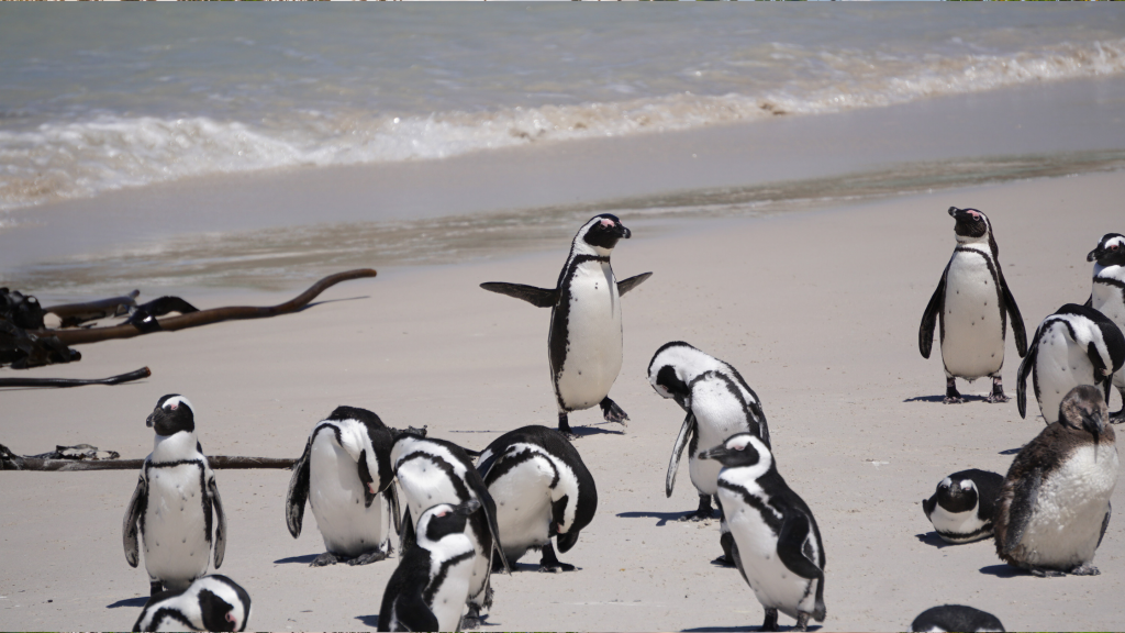 A group of penguins stands and walks on a sandy beach by the ocean. The waves gently lap at the shore in the background under a clear sky.