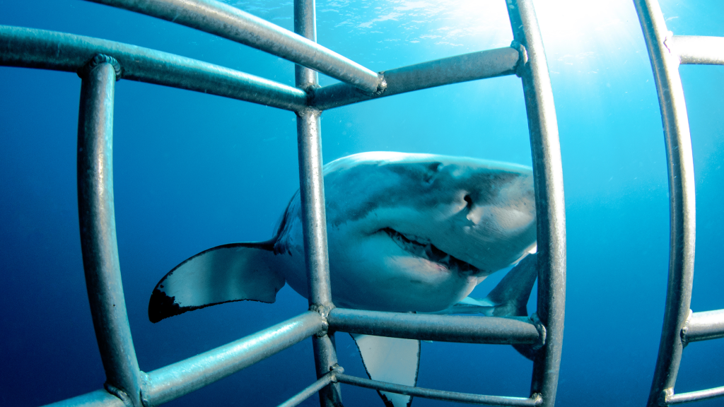 A great white shark swims near an underwater cage in clear blue water, viewed through the bars of the cage. Sunlight filters from above, highlighting the sharks sleek body and sharp teeth.