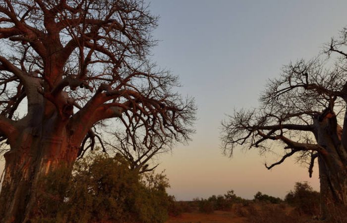 Two large baobab trees stand prominently against a sunset sky, their leafless branches spreading wide. Surrounding vegetation and a dry, earthy landscape are visible under the soft, warm colors of the evening light.