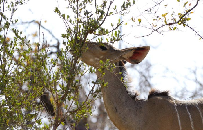 A kudu with large ears is browsing on leaves from a bush. Its head is raised as it reaches for foliage, surrounded by sparse branches and a bright, sunny sky in the background.