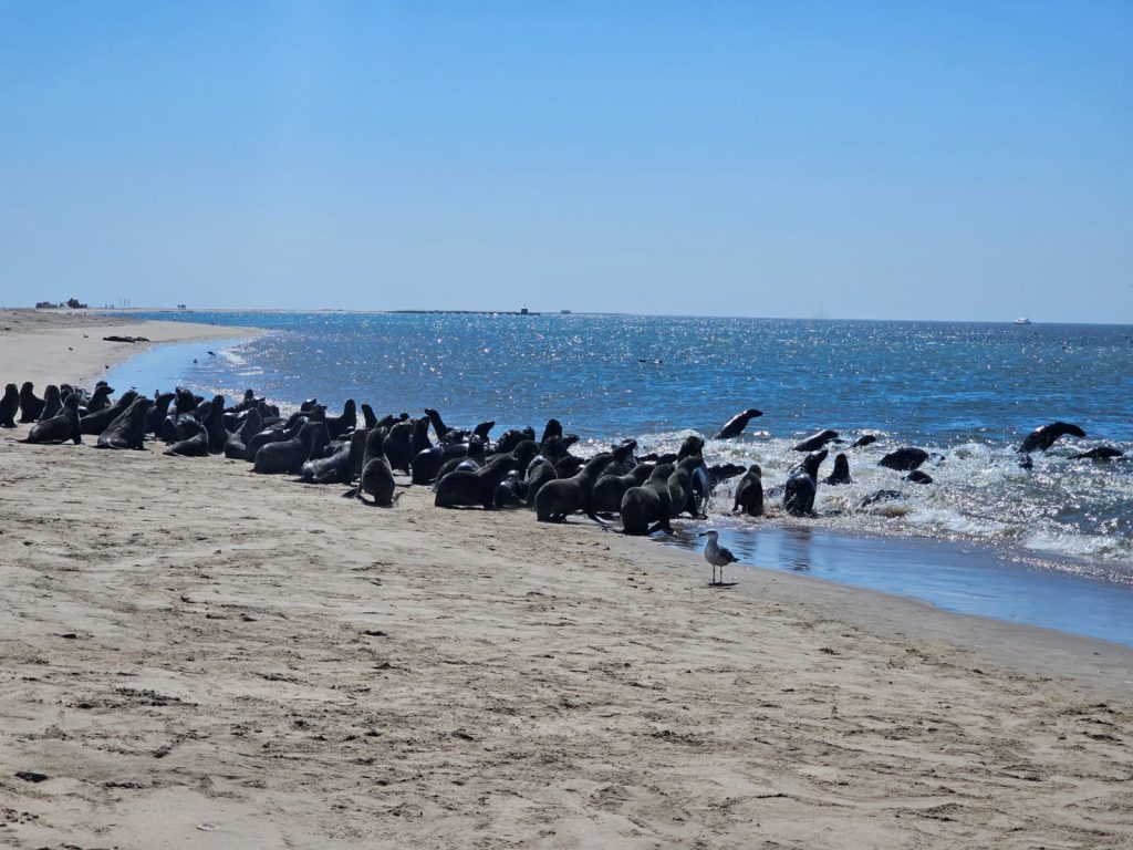 A group of seals resting on a sandy beach with some in the shallow water. A seagull stands nearby, and the bright blue sky and ocean create a serene background.