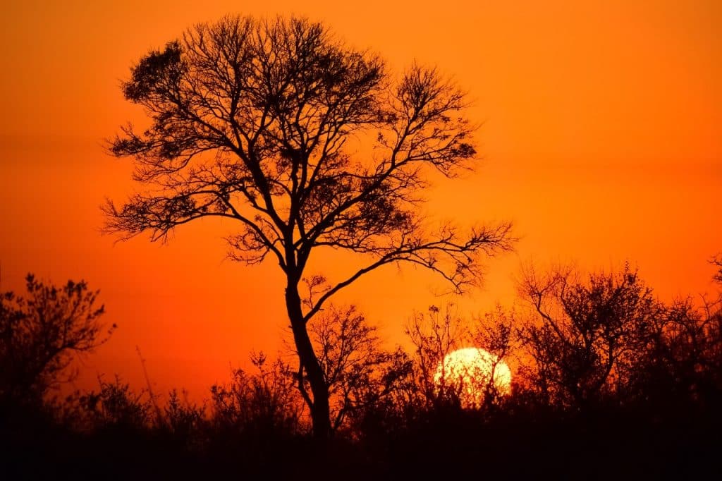 Silhouette of a tree against an orange sky at sunset, with the sun partially visible on the horizon. Sparse foliage surrounds the tree, creating a serene, natural scene.