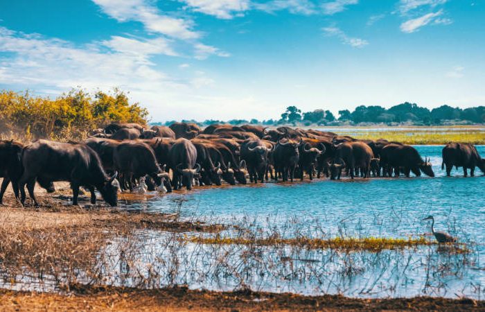 Group of water buffalos