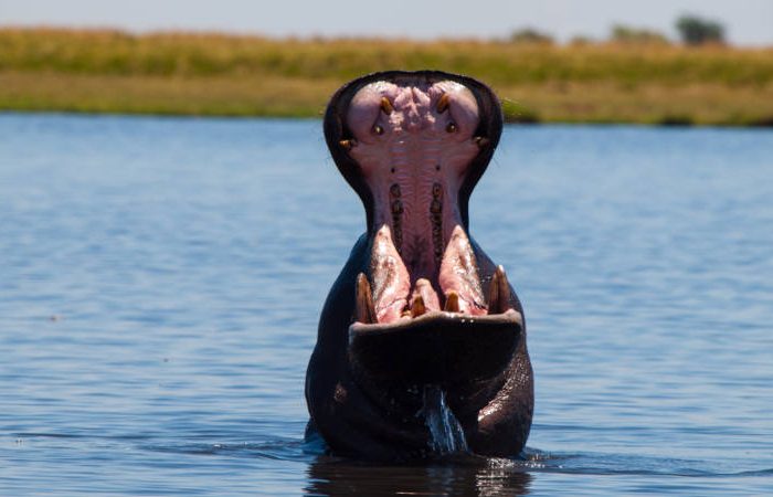 Hippo with its mouth wide open