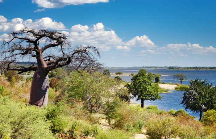 Botwana landscape on a safari