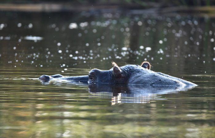 Hippo in the water at Chobe National Park