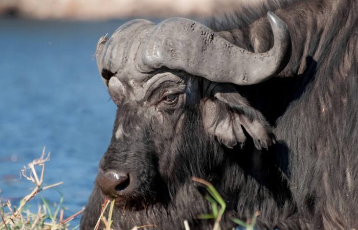 Water buffalo