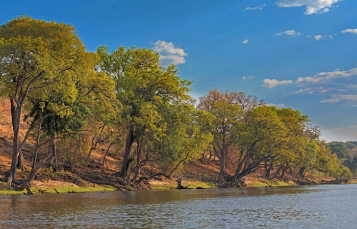 Trees string alongside Zambezi River