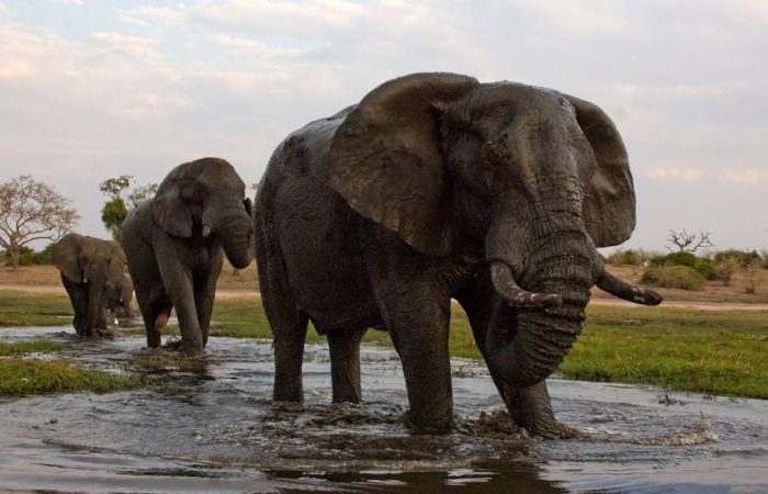 Elephant chobe