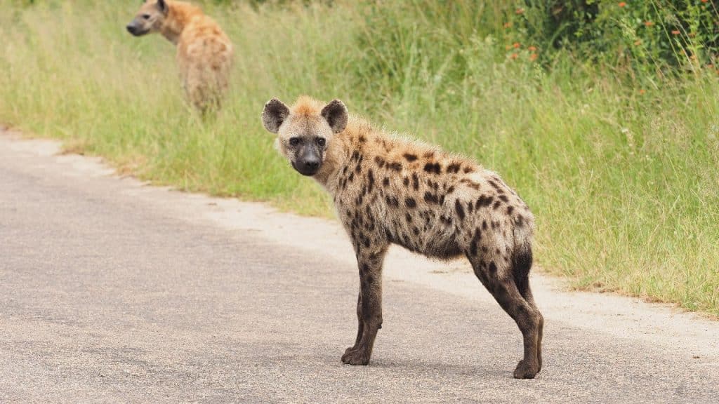 A spotted hyena stands alertly on a paved road with another hyena partially visible in the grassy background. The setting appears to be a savanna or wildlife area, with green vegetation and a clear, open environment.