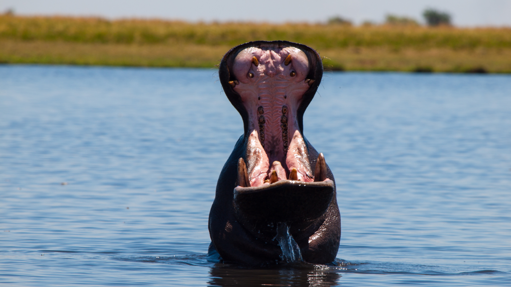 Hippo with its mouth wide open