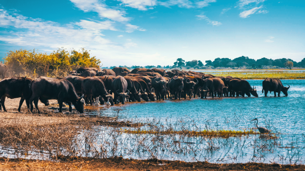 Group of water buffalos