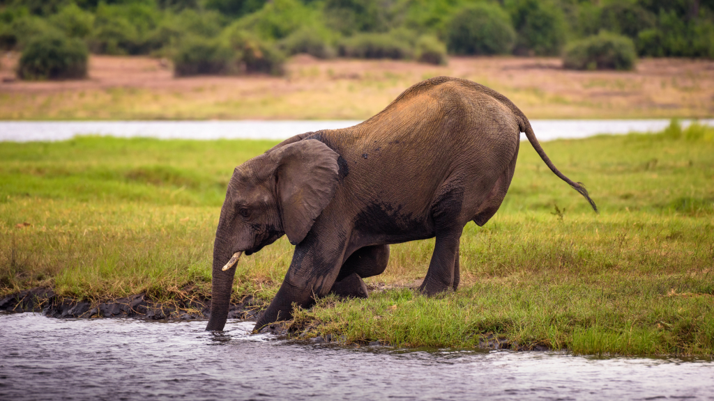 Elephant bowing in water