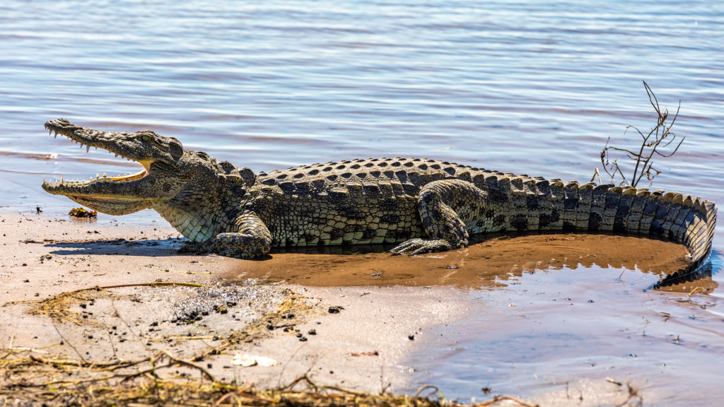 Crocodile in Botswana