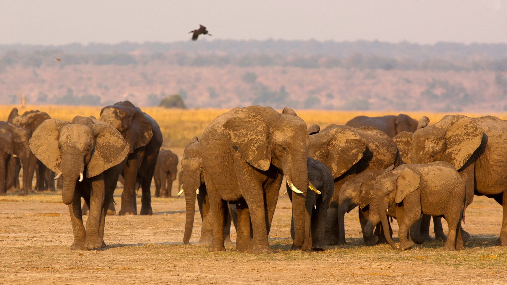 Herd of elephant