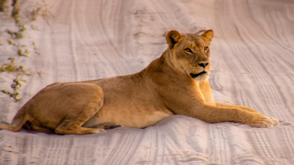 Lioness laying in the desert sand