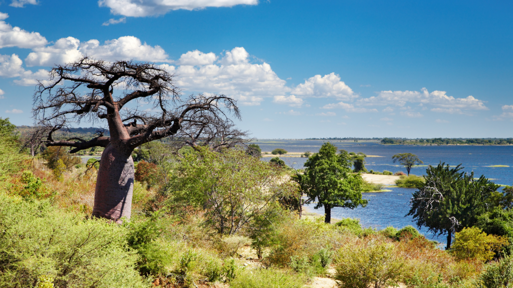 Botwana landscape on a safari