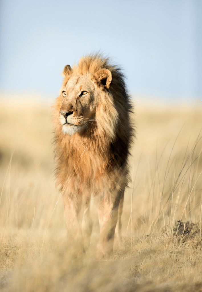 Lion