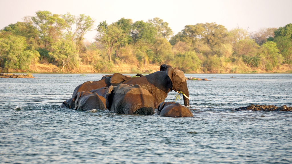 Elephants in the water, swimming