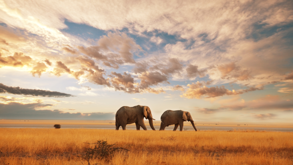 Two Kenyan elephants standing in the field