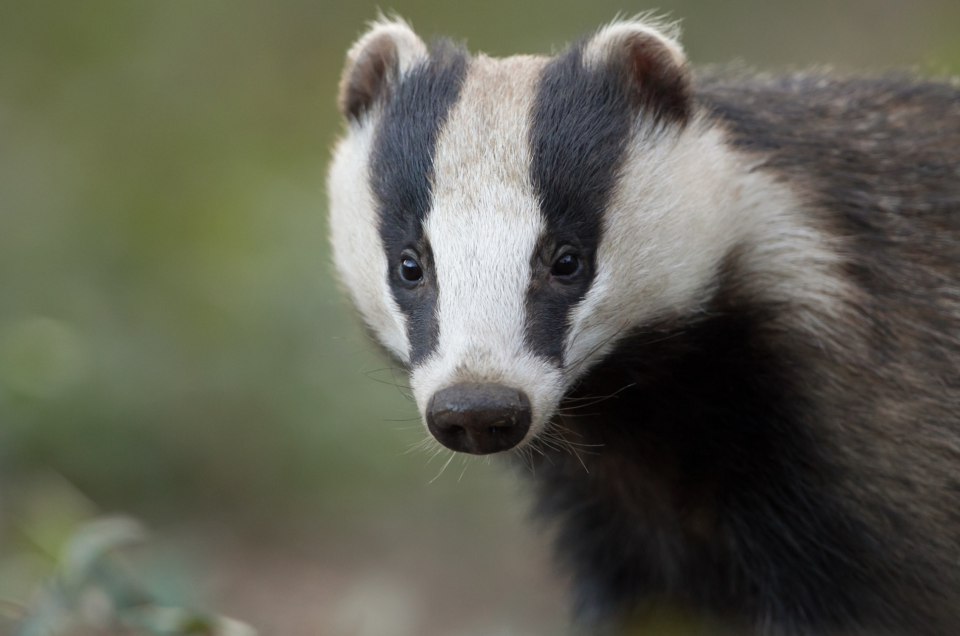 Black and white badger