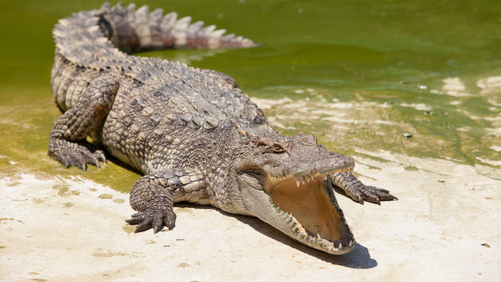 Crocodile with its mouth open