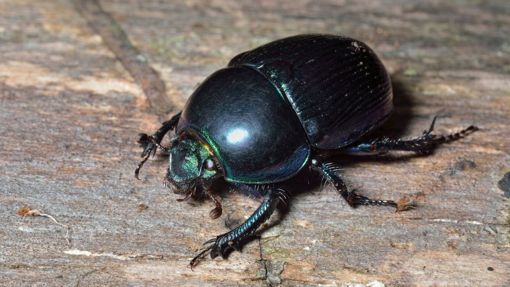 A black dung beetle