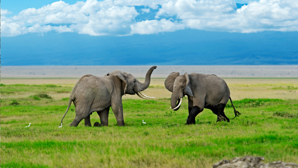 Two elephants with large tusks face each other playfully in a grassy field under a blue sky with clouds. Snow-capped mountains are visible in the background.