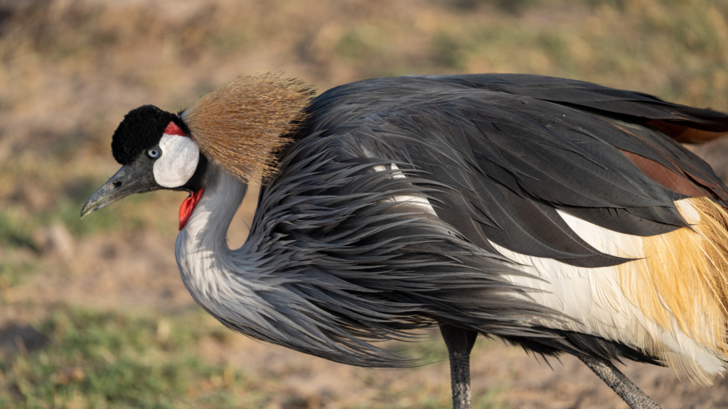 A close-up of an African crowned crane with an elaborate golden crown of feathers. The bird has a striking black, white, and gray plumage, contrasting with a vivid red throat patch. Its long neck curves elegantly as it stands in a grassy area.