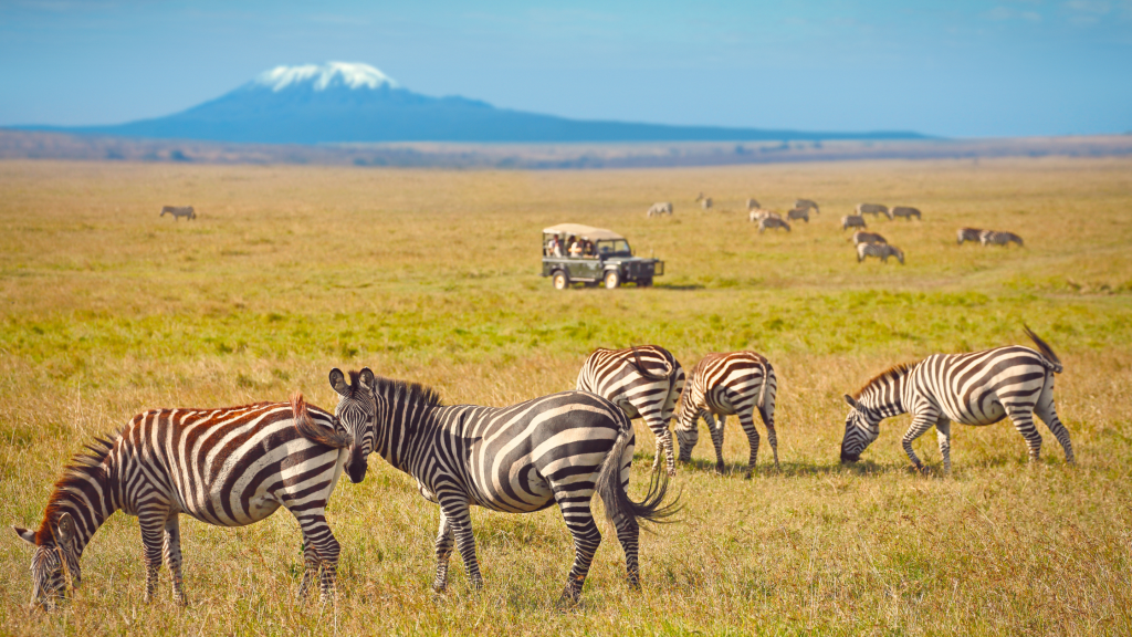 A group of zebras graze on a vast grassy savannah with a safari vehicle in the background. Mount Kilimanjaro, capped with snow, rises in the distance under a clear blue sky.