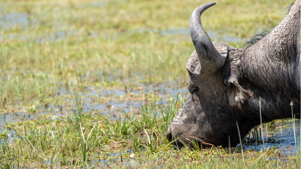 A buffalo with large curved horns grazes in a grassy wetland. Its head is lowered to the ground, surrounded by patches of water and grass. The scene is sunlit and shows the natural habitat.