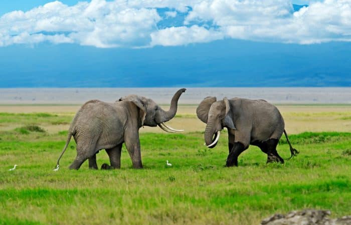 Two elephants with large tusks face each other playfully in a grassy field under a blue sky with clouds. Snow-capped mountains are visible in the background.