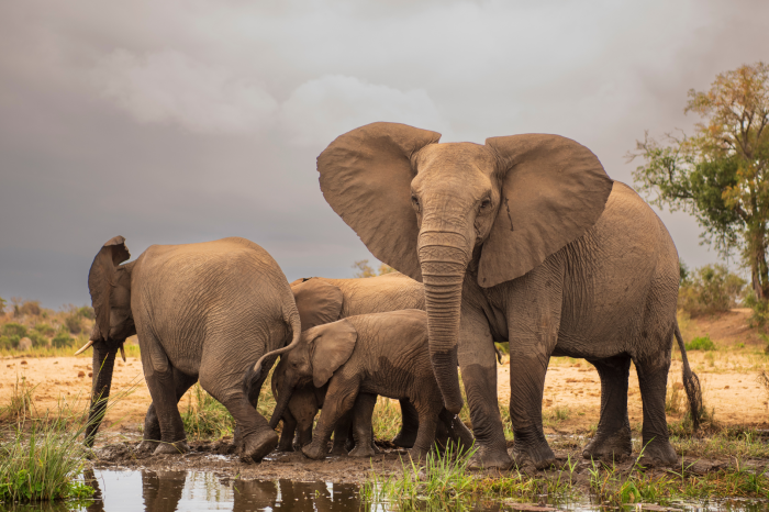 4 Day Amboseli National Park Safari from Nairobi