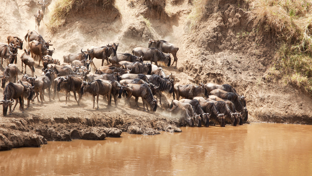 A herd of wildebeests gathers near a muddy riverbank. Some stand on the dry, dusty ground while others drink from the water. Dust fills the air, highlighting the dry environment and the wildebeests movement.