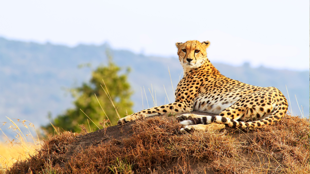 A cheetah is resting on a mound, surrounded by tall grass in a savanna landscape. The background features blurred greenery and distant hills under a clear sky.