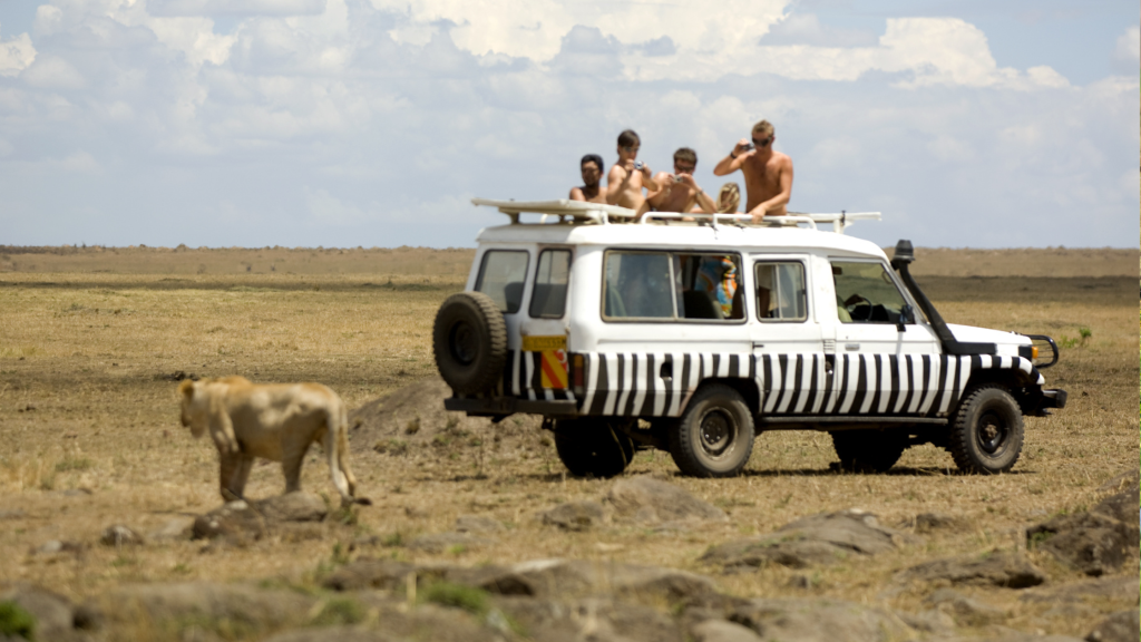 A safari vehicle with a zebra stripe design is parked on a dirt path in a savanna. Several people are observing a lioness walking nearby under a partly cloudy sky.