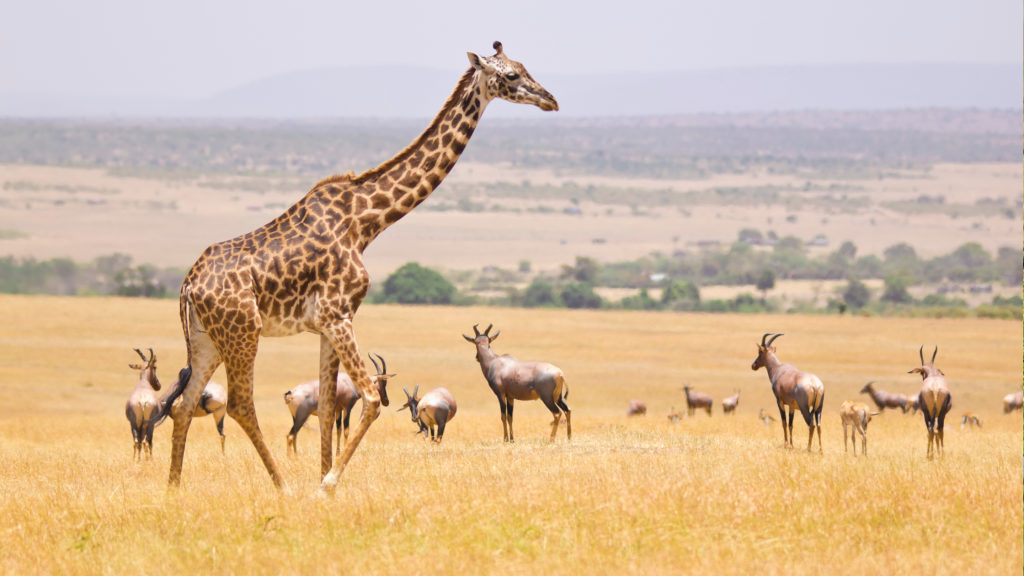 A giraffe walks across a vast, grassy savanna, surrounded by a group of antelopes. The landscape extends to distant hills under a clear sky.