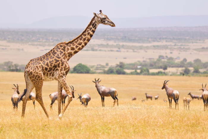 A giraffe walks across a vast, grassy savanna, surrounded by a group of antelopes. The landscape extends to distant hills under a clear sky.