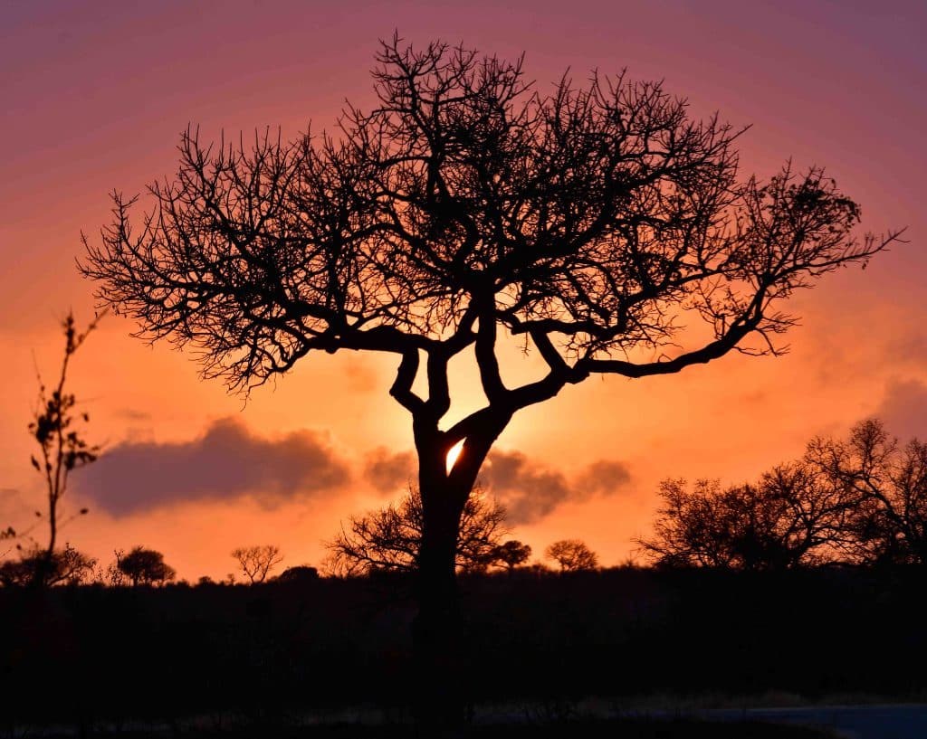 A silhouetted tree stands against a vibrant sunset backdrop, with hues of orange, pink, and purple filling the sky. Other tree silhouettes are visible in the background, creating a serene and picturesque landscape.