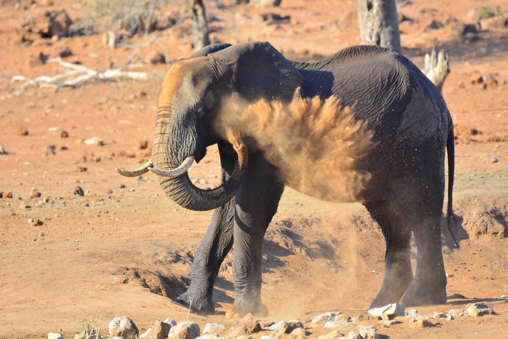 An elephant using its trunk to throw dust over its body, standing on a rocky, dry landscape. Sparse vegetation and a few trees are visible in the background.