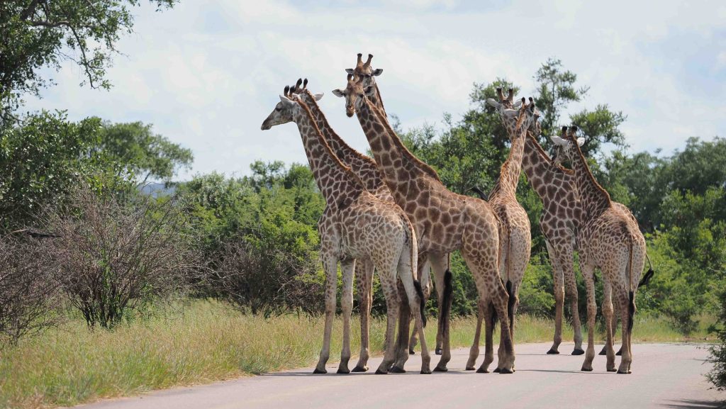 A group of six giraffes stands and walks on a paved road surrounded by lush greenery and trees under a partly cloudy sky.